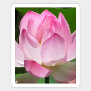 Pink Lotus Magnet